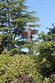 135 - Butchard Gardens  - IMG_1651